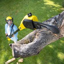 Reliable Eagle River, WI Tree Services Solutions