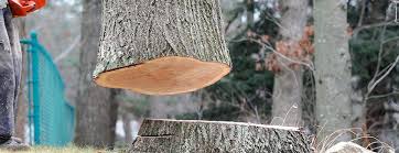 Best Tree Preservation Services  in Eagle River, WI