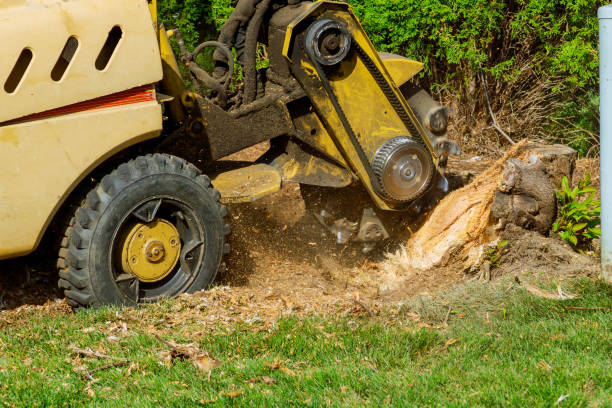 Best Tree Disease Treatment  in Eagle River, WI