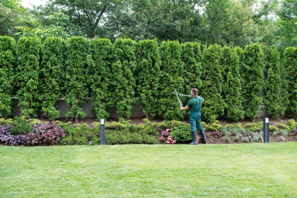 How Our Tree Care Process Works  in  Eagle River, WI