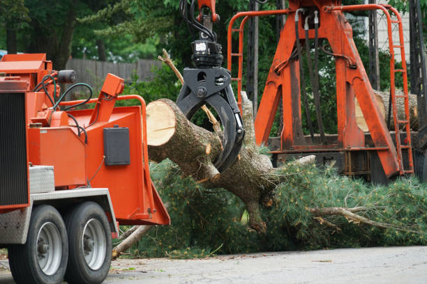 Best Grass Overseeding  in Eagle River, WI